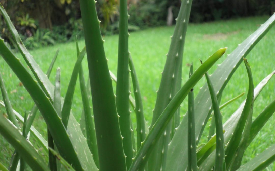 Manzanilla, miel, aloe vera: remedios de siempre y plantas medicinales.