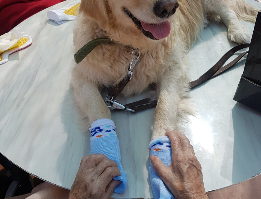 Las actividades básicas de la vida diaria con la ayuda de perros terapéuticos en la Residencia de Ancianos El Paular.
