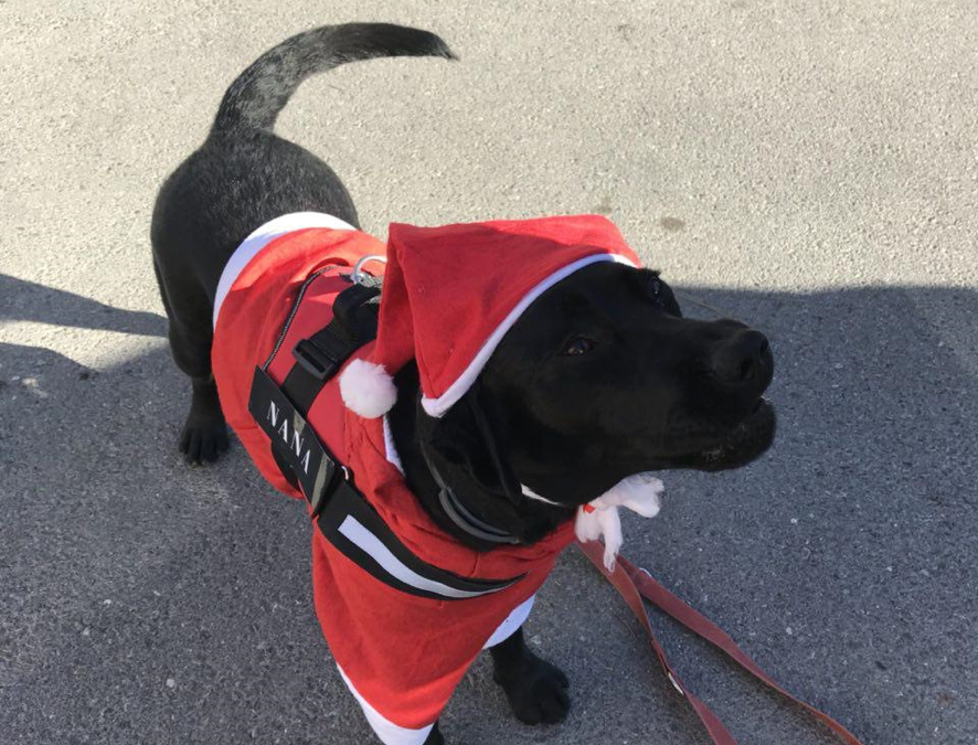 «Una mamá Noel algo peluda», recordando las pasadas fiestas con perros terapeúticos