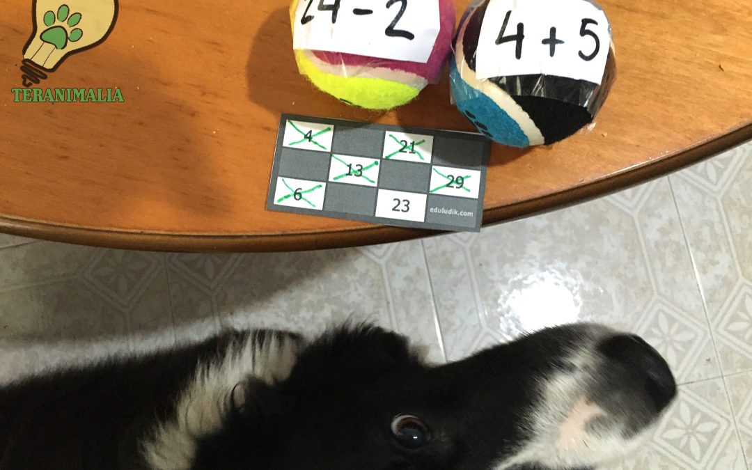 Jugando al bingo con Oreo